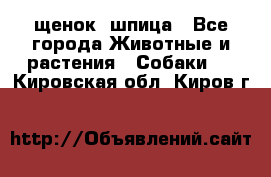 щенок  шпица - Все города Животные и растения » Собаки   . Кировская обл.,Киров г.